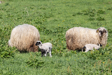Fototapeta premium Sheep in a meadow in the mountains of Bosnia and Herzegovina.
