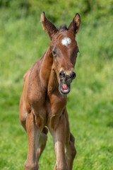 Chestnut foal