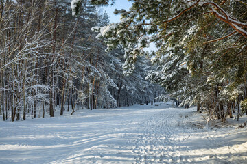 Fototapeta premium Snow covered pines in the coastal forest of Sobieszewo Island at winter, Poland.