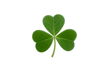 A vibrant and healthy four-leaf clover standing upright against a white background