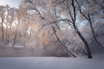 Vivid Frozen Trees on Riverside in Morning Sunlight, Winter Nature Landscape with Fog and Frost