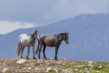 Wild horses on Cincar Mountain near Livno.
