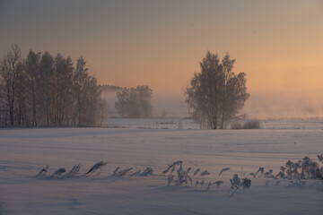 Winter Morning Dawn Snowy Meadow with Trees Covered in Hoarfrost, Serene Nature Landscape