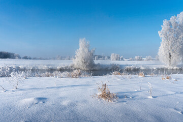 Winter Nature Bright Clear Day on Meadow Riverside with White Frozen Trees