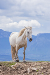 Obraz premium Wild horse on Cincar Mountain near Livno.