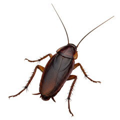 A highly detailed macro portrait of a large brown cockroach showing the glossy exoskeleton and spined legs, isolated on a sterile gray background, technical entomology study