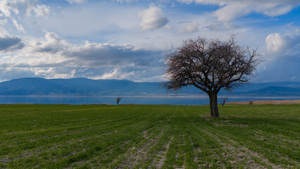 Fototapeta premium A green field of crops and a majestic tree standing alone in front of a turquoise lake view. A peaceful natural landscape.