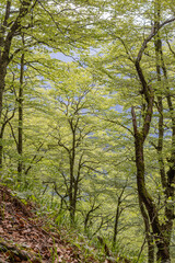 Trees in the Perucica Forest Reserve in Sutjeska National Park.
