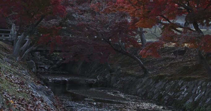 Lone deer jumping out of dry stream near Japanese bridge and autumn trees - slow motion wide shot