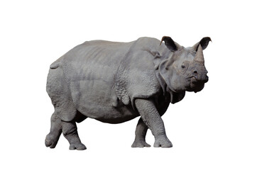 Obraz premium Armored rhinoceros (Rhinoceros unicornis) isolated on white background