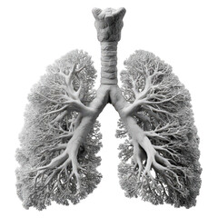 3D human lungs anatomy with bronchial tree isolated on transparent background