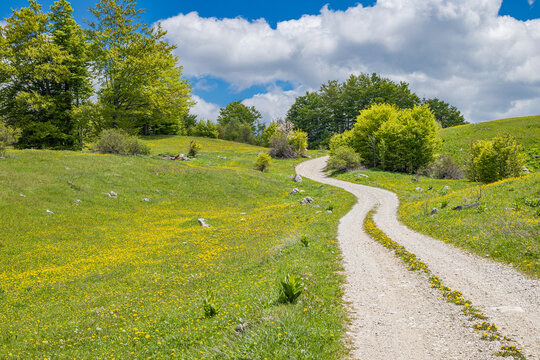Dirt road winding through a meadow in Sutjeska National Park.