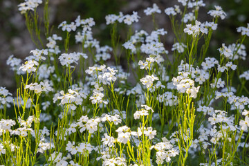 Fototapeta premium Wildflowers in Sutjeska National Park.