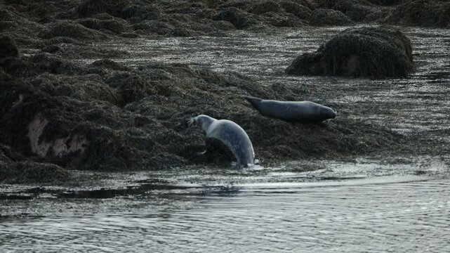 Harbour Seal (Phoca vitulina)