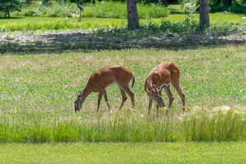 A White-tailed Doe And Buck Deer Feeding In An Urban Soybean Field In Wisconsin In Summer