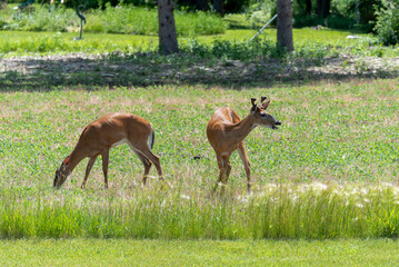 A White-tailed Doe And Buck Deer Feeding In An Urban Soybean Field In Wisconsin In Summer