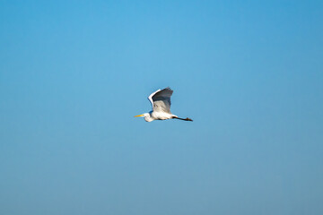 Silberreiher im Flug vor blauem Himmel