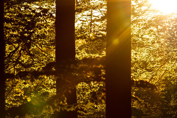 Golden reflections on the leaves of the beech forest in the Pyrenees of Navarra, Spain