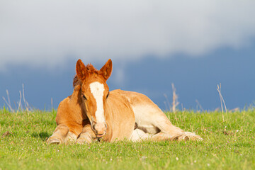 young colt sitting on the fence in the pastures of the Pyrenees of Navarre