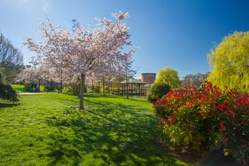 Yamaguchi Park in bloom in spring, in Pamplona, capital of Navarre.