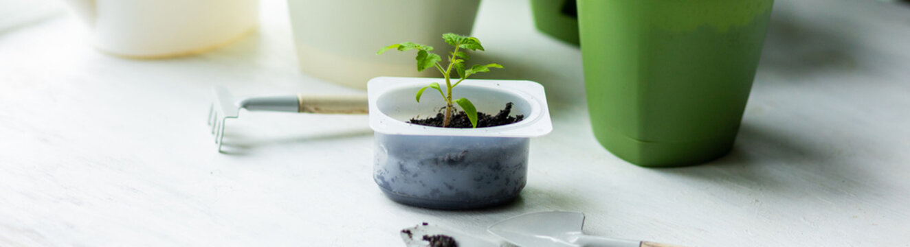 Banner. Concept of urban home gardening, growing organic vegetables. Growing cherry tomato seedling plants in re-used plastic pots on balcony window sill. Sustainable lifestyle, eco friendly hobby