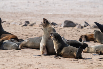 Fototapeta premium Cape Fur Seals - Arctocephalus pusillus- on the beach of Cape Cross Seal colony, along the skeleton coast of Namibia