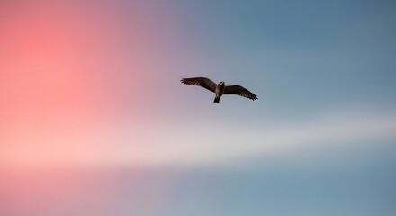 Obraz premium American Patriotism: Bird Silhouette Flying in Pastel Sunrise Sky