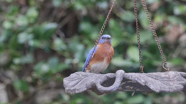 Eastern blue bird eating dried meal worms from hanging bird feeder. 
