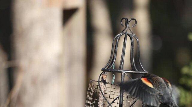 Red winged blackbird perched on black iron trellis eating suet from feeder. 