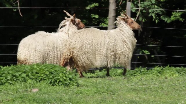 Two Racka Sheep Grazing On Green Meadow