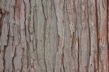 Fototapeta premium Close-up view of textured tree bark showcasing intricate patterns and natural color variations, highlighting the organic details of the wood surface