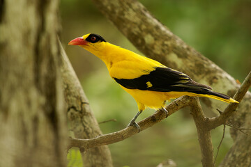 Fototapeta premium Black-naped oriole - Oriolus chinensis passerine bird in the oriole family that is found in many parts of Asia - Siberia, Ussuriland, China, Korea, Vietnam, India, Bangladesh, Thailand, Singapore
