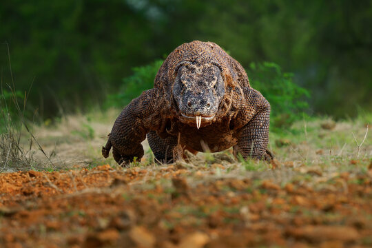 Komodo dragon Varanus komodoensis also Komodo monitor, large reptile of Varanidae endemic to the Indonesian islands of Komodo, Rinca, Flores, come for me face to face