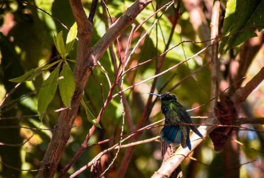 beautiful green hummingbird