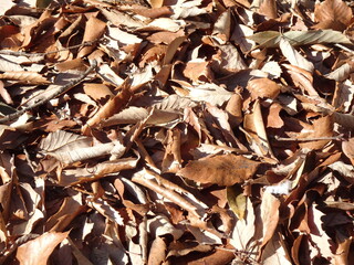 枯葉が集まる森