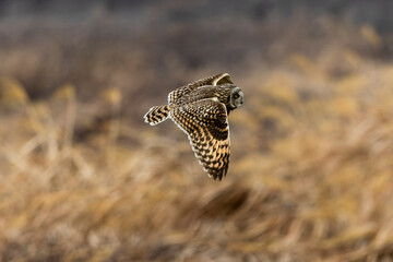河川敷を飛翔するコミミズク