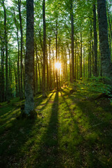 sunset in a beech forest in the Pyrenees of Navarra, Spain