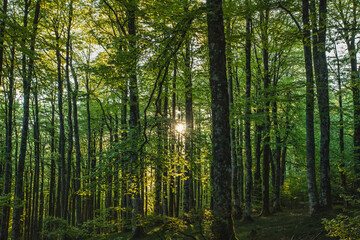 sunset in a beech forest in the Pyrenees of Navarra, Spain