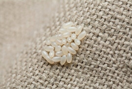 A close-up of bed bug eggs on a textured fabric surface. The image is for pest control and entomology purposes.