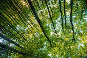 sunset in a beech forest in the Pyrenees of Navarra, Spain