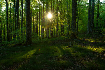 sunset in a beech forest in the Pyrenees of Navarra, Spain
