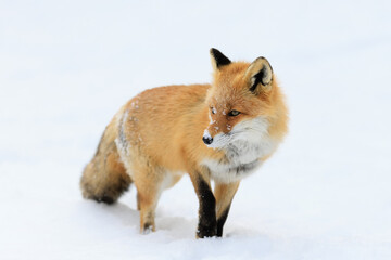 Obraz premium キタキツネ