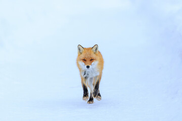 Obraz premium キタキツネ