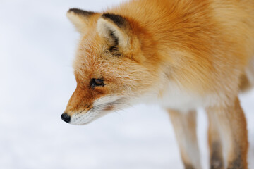 Obraz premium キタキツネ