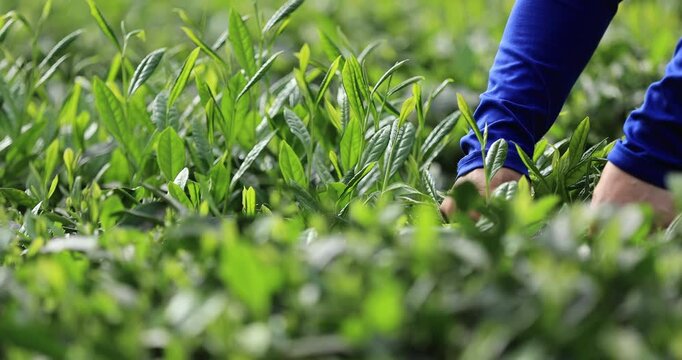 Tea farmer picking green tea shoots in spring tea farm mountains