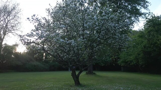 A blooming tree stands in a grassy yard, framed by lush greenery and the soft glow of twilight. Petals scatter on the ground.