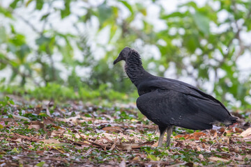 Obraz premium Juvenile Black Vulture (Coragyps atratus) on natural ground. Wildlife photography focused on life cycle and young downy details. Perfect for biology and educational content.