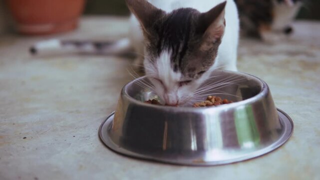 Adorable young kitten eating dry kibble food