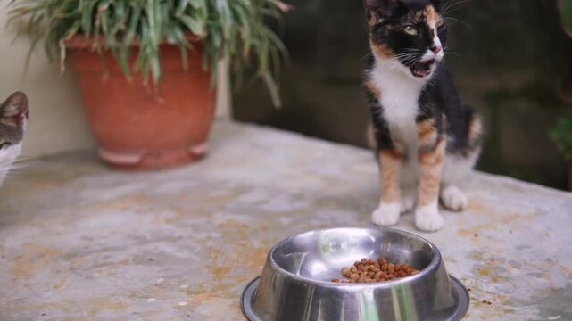 Calico kitten eating kibble from a bowl while another cat waits