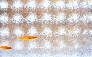 水槽の中のメダカ